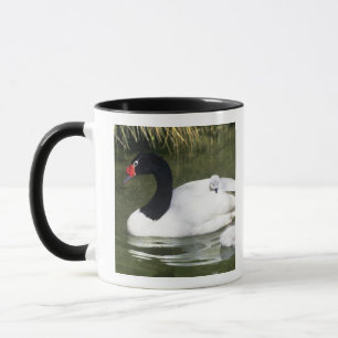 Taza Adulto ciego de cuello negro y ciñetes en agua.