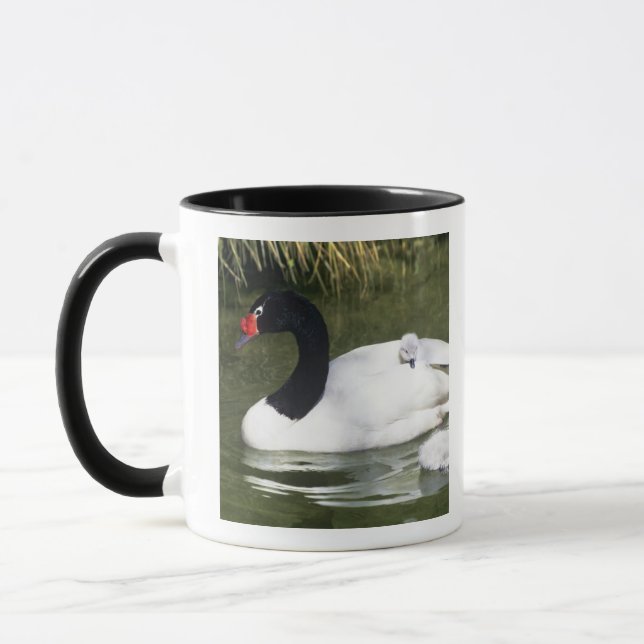Taza Adulto ciego de cuello negro y ciñetes en agua. (Izquierda)