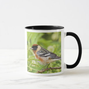 Taza Adulto Warbler (Dendroica castanea) de pecho