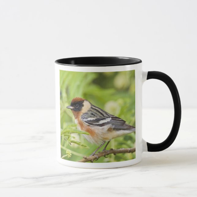 Taza Adulto Warbler (Dendroica castanea) de pecho (Derecha)