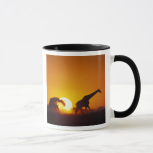 Taza África, Botsuana, Parque Nacional Chobe, Jirafa 2