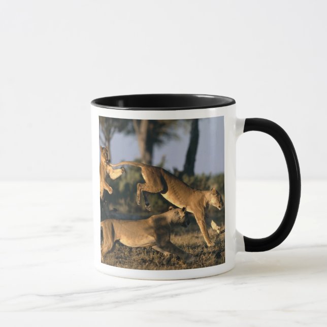 Taza África, Botsuana, Parque Nacional Chobe, Leonas (Derecha)