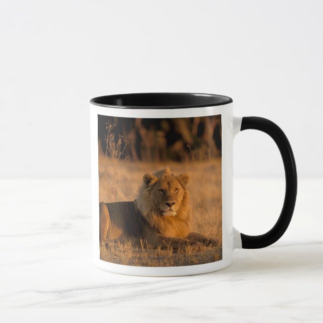 Taza África, Botswana, Delta del Okavango. León (Panthe (Derecha)