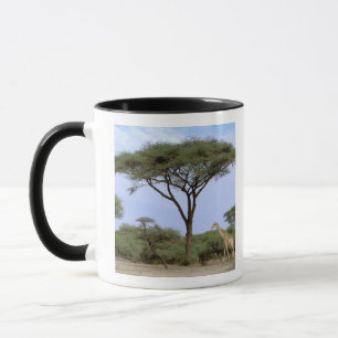Taza África, Botswana, Delta del Okavango. Sur