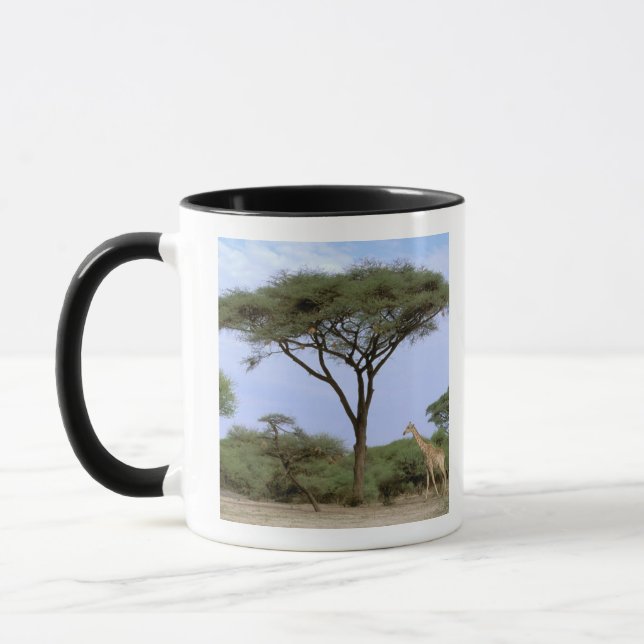 Taza África, Botswana, Delta del Okavango. Sur (Izquierda)