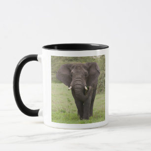 Taza África: Elefante tanzano en el cráter del Ngorongo
