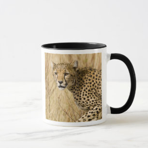 Taza África. Kenia. Guepardo en Samburu NP.