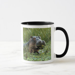 Taza África, Kenia, Masai Mara NR. Una hipopótama madre