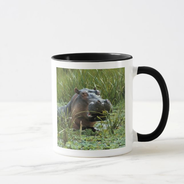 Taza África, Kenia, Masai Mara NR. Una hipopótama madre (Derecha)