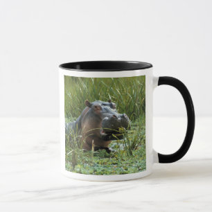 Taza África, Kenia, Masai Mara NR. Una madre hipopótamo