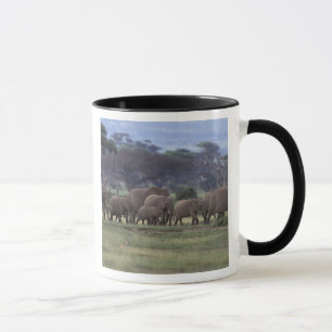 Taza África, Kenia, Parque Nacional de Amboseli. Africa