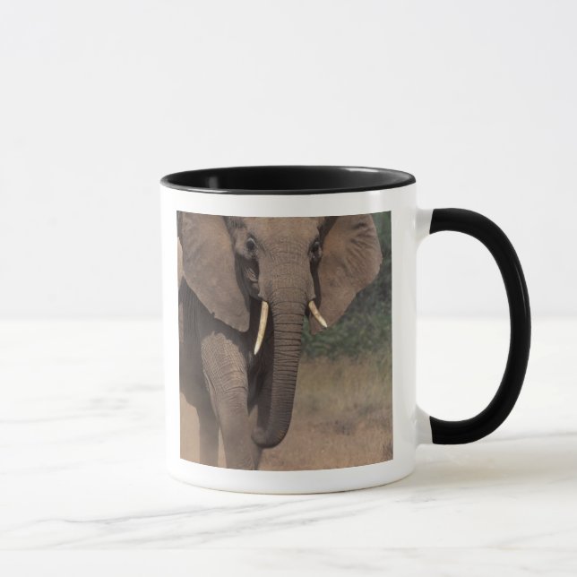 Taza África, Kenya, Nanyuki, Mpala. Elefante Africano. (Derecha)