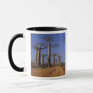 Taza África, Madagascar, Morondava, Avenida Baobab.