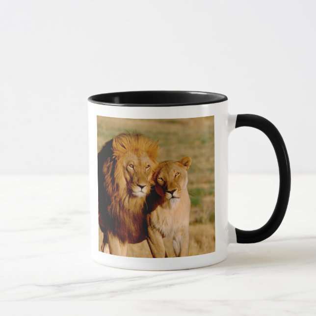 Taza África, Namibia, Okonjima. León y leona (Derecha)