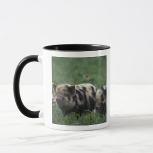 Taza África, Sudáfrica, cerca de Gansbaii Doméstico