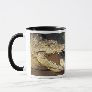 Taza África, Sudáfrica cocodrilo del Nilo