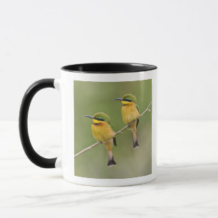 Taza África. Tanzania. Abejorros pequeños en Manyara