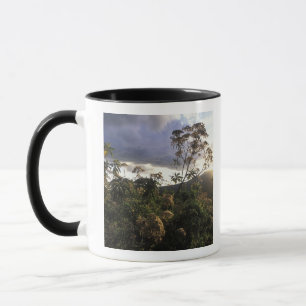 Taza África, Tanzania, Área de conservación de Ngorongo