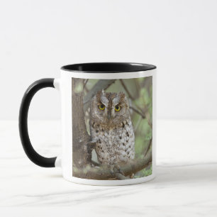 Taza África. Tanzania. Autillo africano en Tarangire 2
