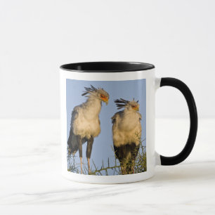 Taza África. Tanzania. Aves secretarias en Ndutu
