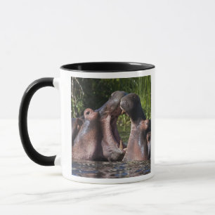 Taza África. Tanzania. Hipopótamos esparrancados