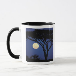 Taza África, Tanzania, Tarangire. Árbol de acacia en