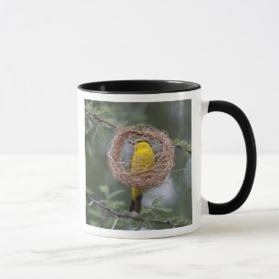 Taza África. Tanzania. Tejedor de cuello negro hembra