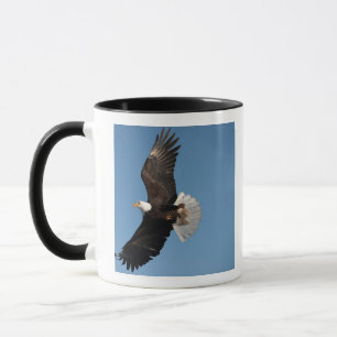 Taza Águila calva en vuelo, Haliaeetus leucocephalus, 2
