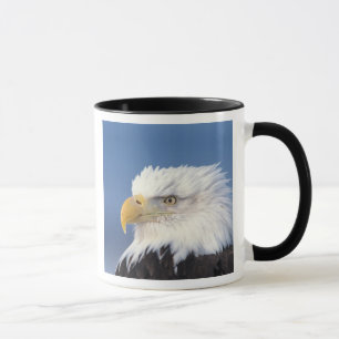 Taza águila calva, Haliaeetus leuccocephalus,
