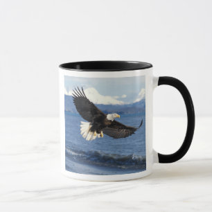 Taza águila calva, Haliaeetus leuccocephalus, en vuelo