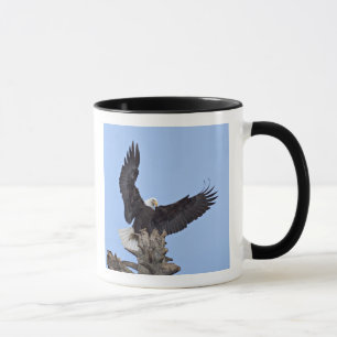 Taza Águila calva (Haliaeetus leucocephalus) con alas