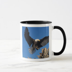 Taza águila calva, Haliaetus leuccocephalus, aterrizaje