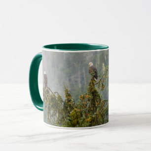 Taza Águilas calvas   Bosque nacional de Tongass Alaska