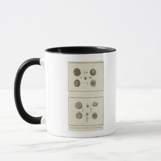 Taza Alaska