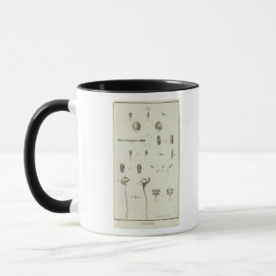 Taza Alaska 3