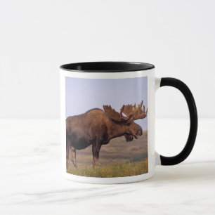 Taza alce, Alces alces, toro con grandes cuernos