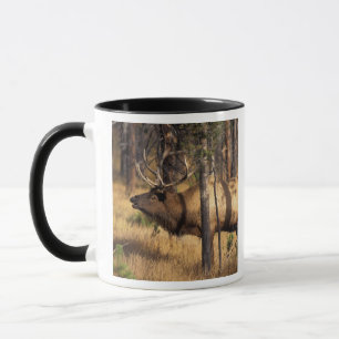 Taza alce, Cervus elaphus, bull bugles en una quemadura