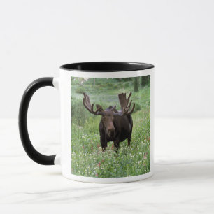 Taza Alce macho Alces alces) en flores silvestres,