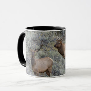 Taza Alce macho   Parque Nacional Yellowstone, Wyoming