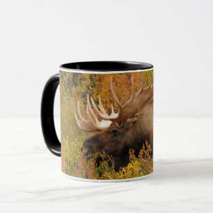 Taza Alce   Parque Nacional Denali, Alaska