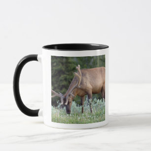 Taza Alce toro con cuernos en terciopelo pastando