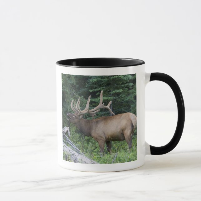Taza Alces bramando en el Parque Nacional Banff, Canadá (Derecha)