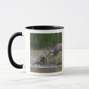 Taza Alces machos luchando, Parque Nacional Yellowstone