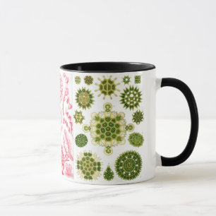 Taza algas verdes, diversas, haeckel
