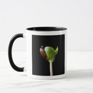 Taza Almácigos de Apple con la cáscara de la semilla
