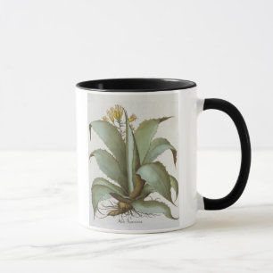 Taza Áloe americano: Áloe americana, del 'Hortus Ey