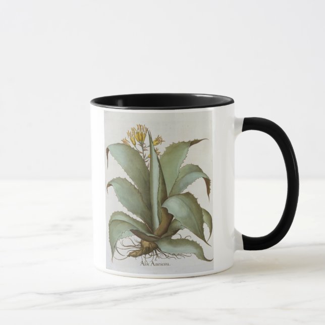 Taza Áloe americano: Áloe americana, del 'Hortus Ey (Derecha)