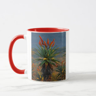 Taza Aloe de Montaña (Aloe Marlothii Berger) 2
