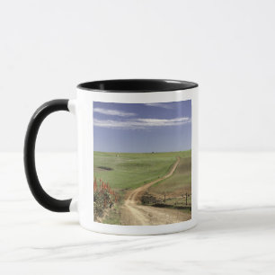 Taza Áloe floreciente cerca de Caledon, Western Cape