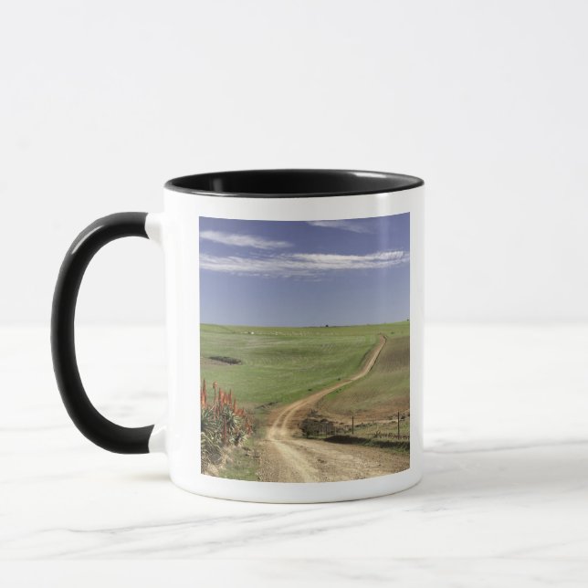 Taza Áloe floreciente cerca de Caledon, Western Cape (Izquierda)